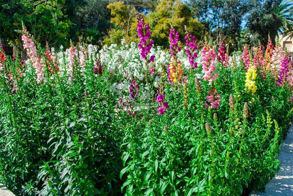 Victoria Aromatic Garden